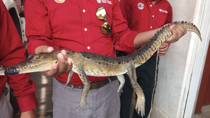 CAPTURAN CRÍA DE COCODRILO EN VIVIENDA DE MADERO.