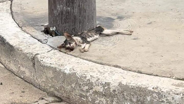 PIDEN SE INVESTIGUE ENVENENAMIENTO DE GATOS EN LA COLONIA ESTADIO.