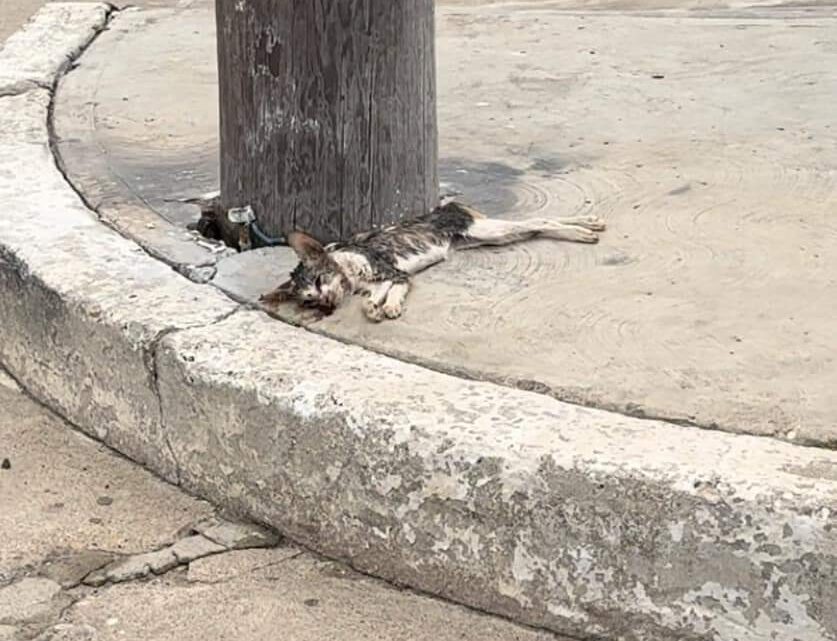 PIDEN SE INVESTIGUE ENVENENAMIENTO DE GATOS EN LA COLONIA ESTADIO. PIDEN SE INVESTIGUE ENVENENAMIENTO DE GATOS EN LA COLONIA ESTADIO.