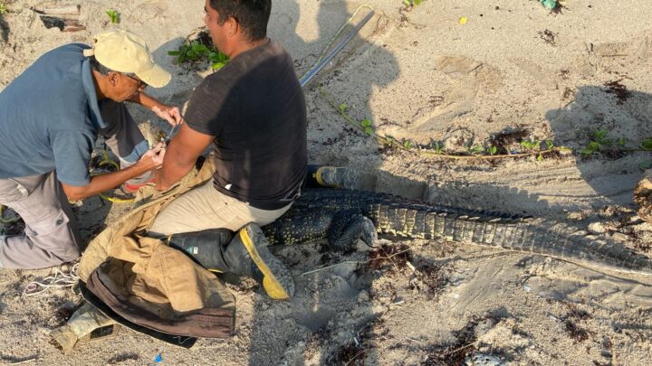 CAPTURAN A COCODRILO EN PLAYA MIRAMAR.