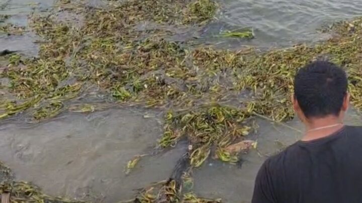 PROFEPA EXHORTA A CIUDADANOS A NO ANDAR CAZANDO COCODRILOS PARA EVITAR ATAQUES.