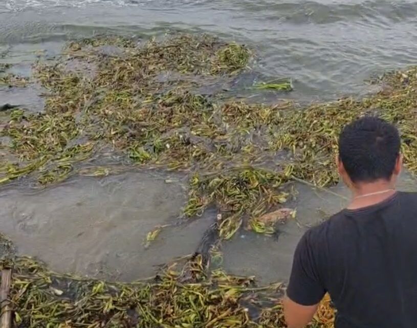 PROFEPA EXHORTA A CIUDADANOS A NO ANDAR CAZANDO COCODRILOS PARA EVITAR ATAQUES. PROFEPA EXHORTA A CIUDADANOS A NO ANDAR CAZANDO COCODRILOS PARA EVITAR ATAQUES.