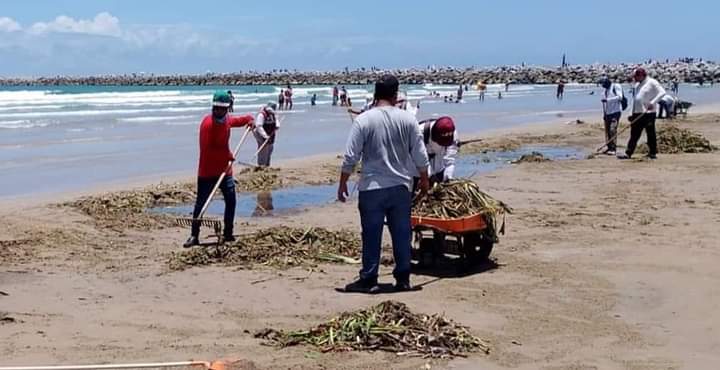 LEVANTAN ALREDEDOR DE 700 TONELADAS DE LIRIO ACUÁTICO DE PLAYA MIRAMAR. LEVANTAN ALREDEDOR DE 700 TONELADAS DE LIRIO ACUÁTICO DE PLAYA MIRAMAR.
