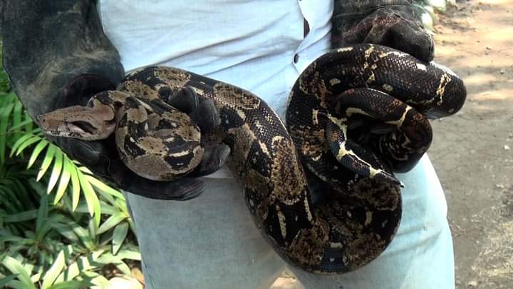 ATRAPAN A UNA BOA CONSTRICTOR EN LAS VÍAS DEL TREN DE ALTAMIRA ATRAPAN A UNA BOA CONSTRICTOR EN LAS VÍAS DEL TREN DE ALTAMIRA
