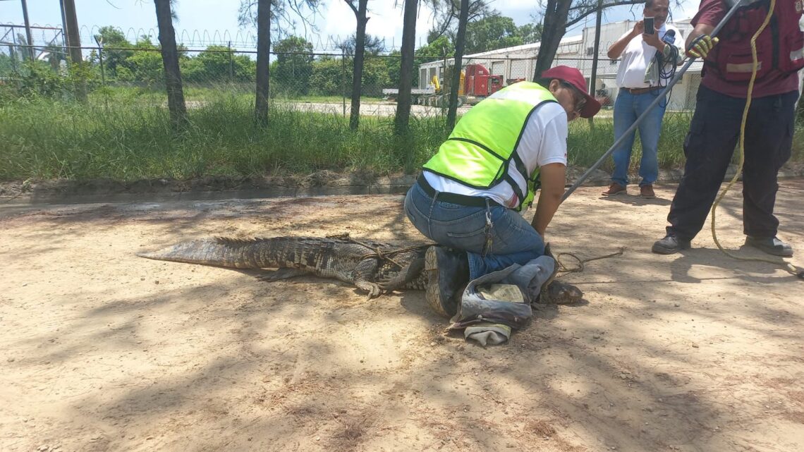 CAPTURAN ENORME SAURIO EN ALTAMIRA, SE ENCONTRABA ESCONDIDO EN UN CANAL A CIELO ABIERTO DONDE TRANSITAN TRABAJADORES CAPTURAN ENORME SAURIO EN ALTAMIRA, SE ENCONTRABA ESCONDIDO EN UN CANAL A CIELO ABIERTO DONDE TRANSITAN TRABAJADORES