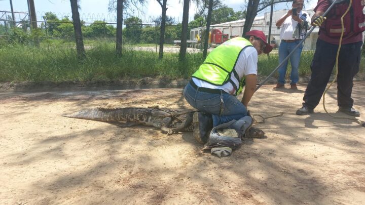 CAPTURAN ENORME SAURIO EN ALTAMIRA, SE ENCONTRABA ESCONDIDO EN UN CANAL A CIELO ABIERTO DONDE TRANSITAN TRABAJADORES