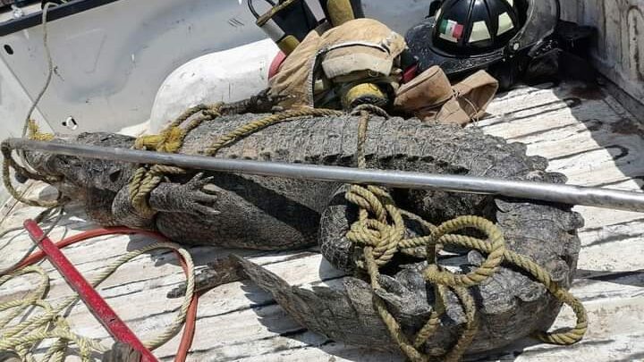 CAPTURAN 4 COCODRILOS EN UNA SEMANA EN MADERO