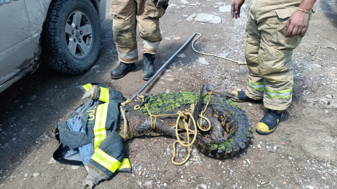 BOMBEROS MADERO SIGUE CAPTURANDO COCODRILOS EN ZONA NORTE DE LA CIUDAD.