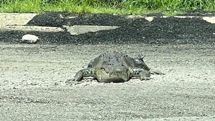 SON 6 LOS COCODRILOS QUE SE HAN VISTO EN LA PLAYA: PROTECCION CIVIL