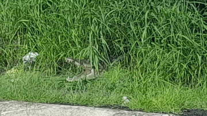 COCODRILO A PUNTO DE MORDER A UN AGENTE DE TRÁNSITO EN EL CORREDOR URBANO. COCODRILO A PUNTO DE MORDER A UN AGENTE DE TRÁNSITO EN EL CORREDOR URBANO.