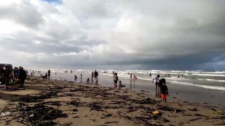MÁS DE 5 MIL TONELADAS DE PALIZADA Y LIRIO SE HAN RETIRADO DE MIRAMAR.