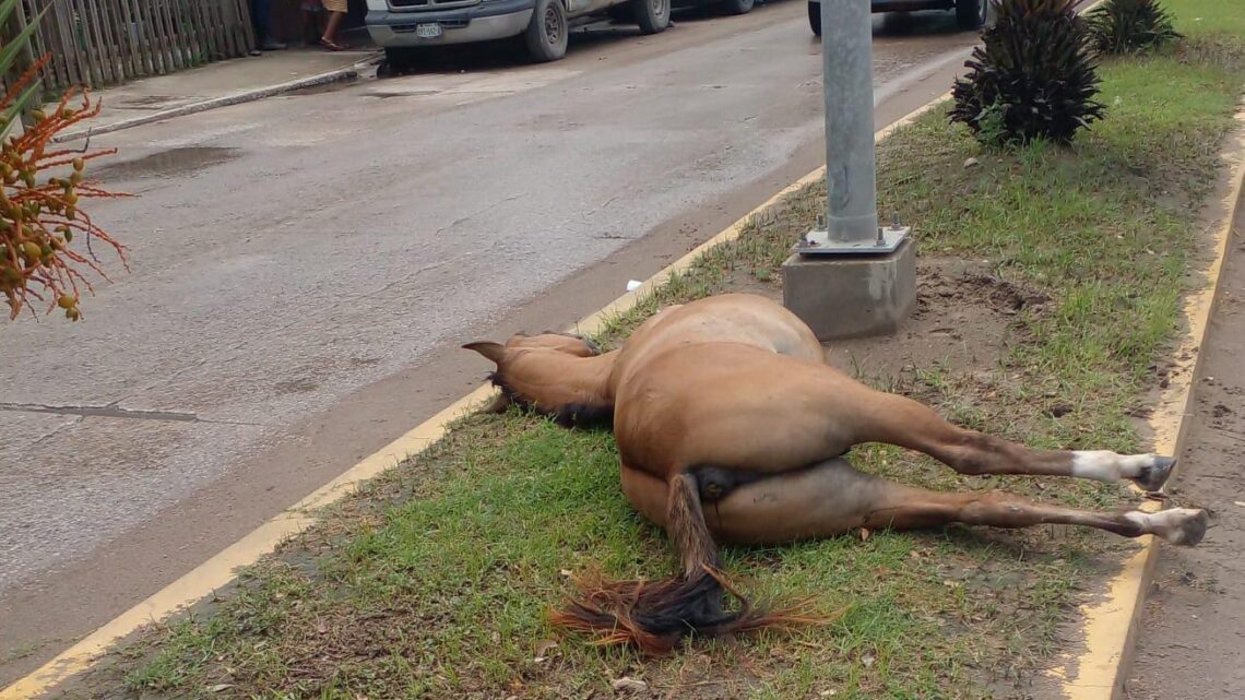 FALLECE CABALLO EN VÍA PÚBLICA EN SECTOR ALBAÑILES ALTAMIRA FALLECE CABALLO EN VÍA PÚBLICA EN SECTOR ALBAÑILES ALTAMIRA