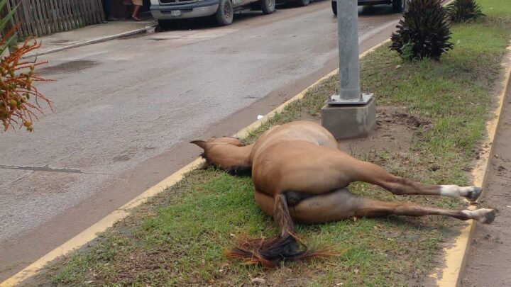 FALLECE CABALLO EN VÍA PÚBLICA EN SECTOR ALBAÑILES ALTAMIRA