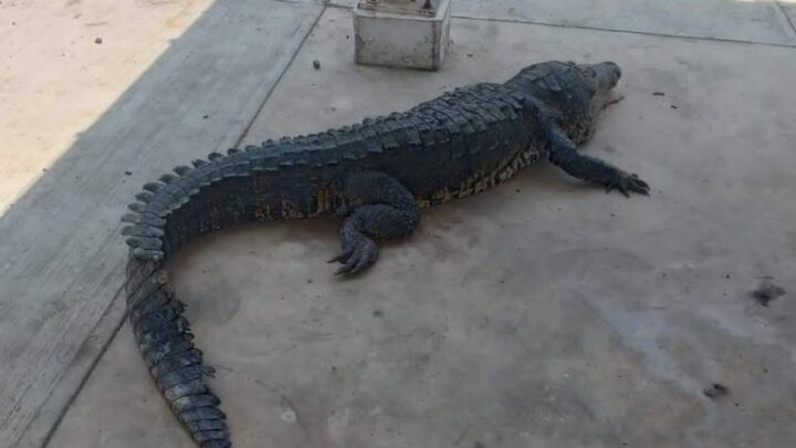 UNA CRÍA DE COCODRILO SE COME A UN BEBÉ GATO EN LA LAGUNA DE CHAMPAYAN.