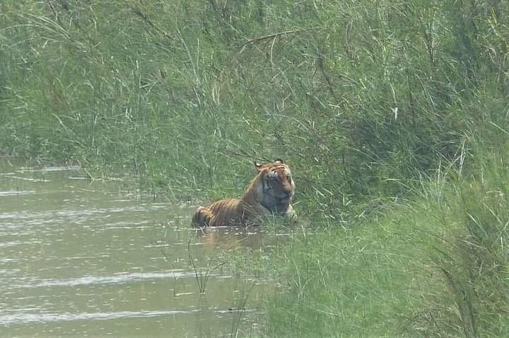 Tigre Suelto en Reynosa