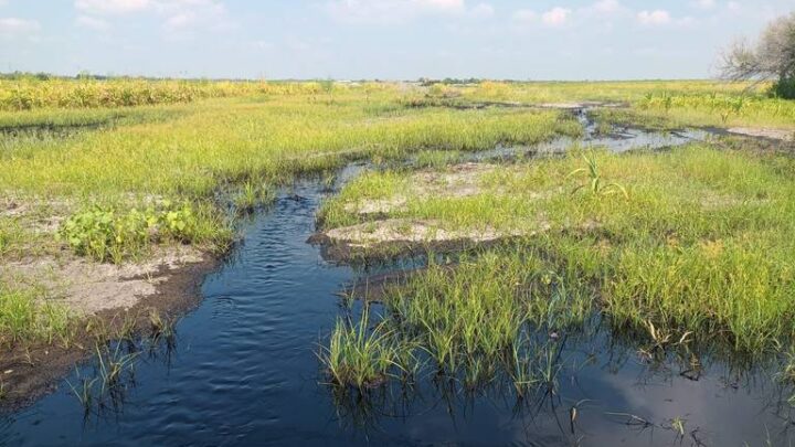FUGA DE HIDROCARBURO DEBASTÓ 30 HECTAREAS DE CULTIVO