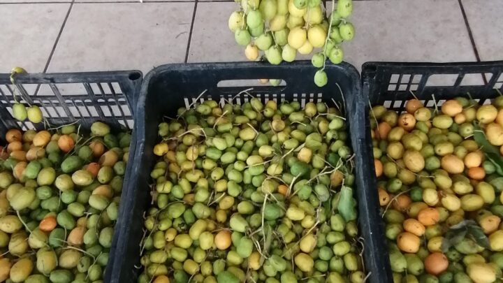 PRODUCCIÓN DE JOVITO, FUE POSITIVA