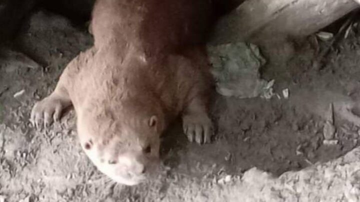 NUTRIAS, ESTÁN PROTEGIDAS Y LLAMAN A PROTEGERLAS