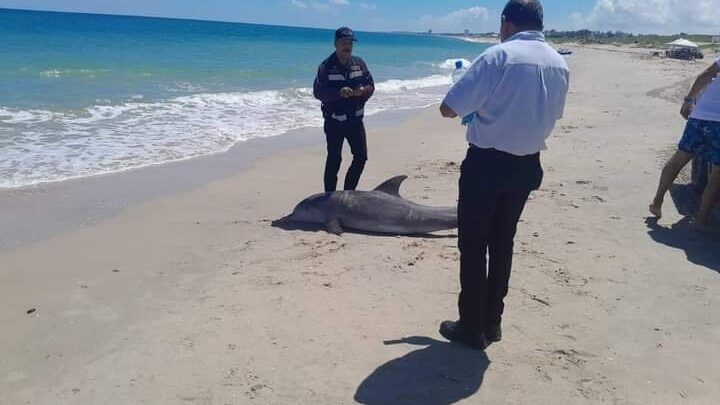 Delfín encontrado en Playa Miramar falleció por causas naturales.