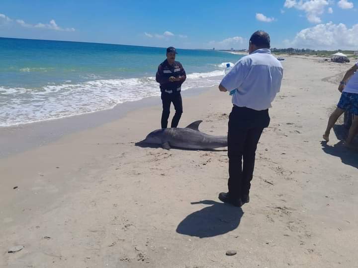 Delfín encontrado en Playa Miramar falleció por causas naturales. Delfín encontrado en Playa Miramar falleció por causas naturales.