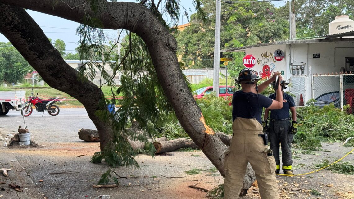 PELIGRA VIVIENDA, UNA GRAN RAMA DE ÁRBOL AMENAZA CON CAER Y DESTRUIR SU HOGAR.