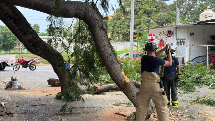 PELIGRA VIVIENDA, UNA GRAN RAMA DE ÁRBOL AMENAZA CON CAER Y DESTRUIR SU HOGAR.
