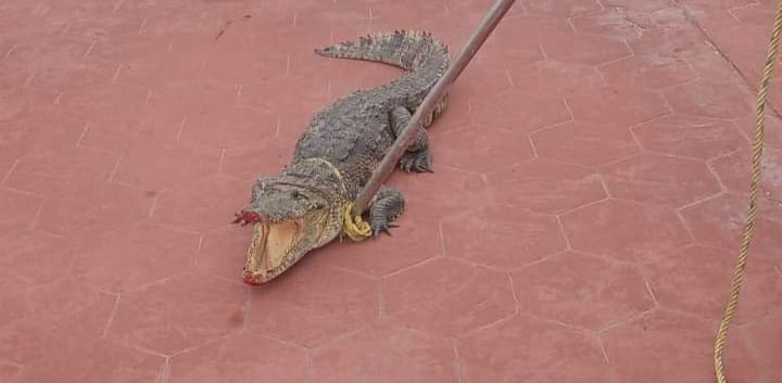 PREOCUPACIÓN EN CIUDAD MADERO POR LA PRESENCIA DE COCODRILOS EN PLAYA MIRAMAR.