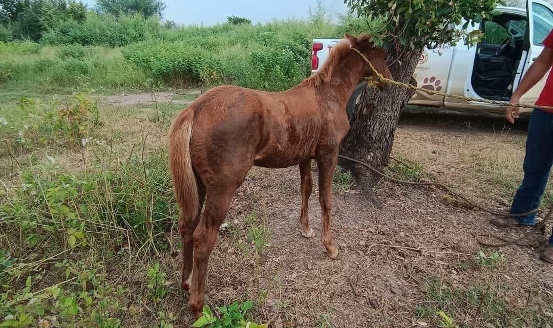 HASTA 25 REPORTES DIARIOS POR MALTRATO ANIMAL SE RECIBEN AL DIA EN ALTAMIRA