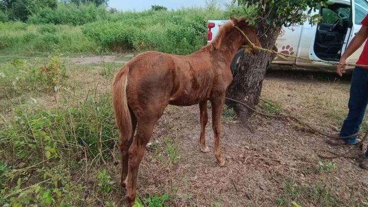 HASTA 25 REPORTES DIARIOS POR MALTRATO ANIMAL SE RECIBEN AL DIA EN ALTAMIRA