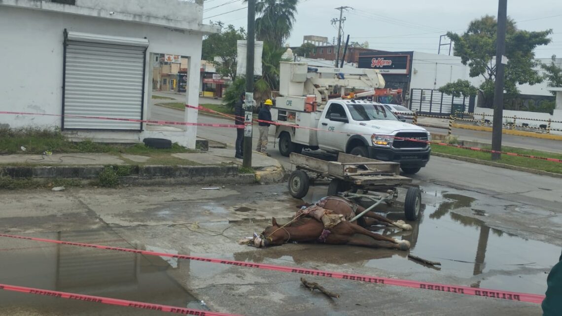 MUERE CABALLO ELECTROCUTADO EN CIUDAD MADERO.