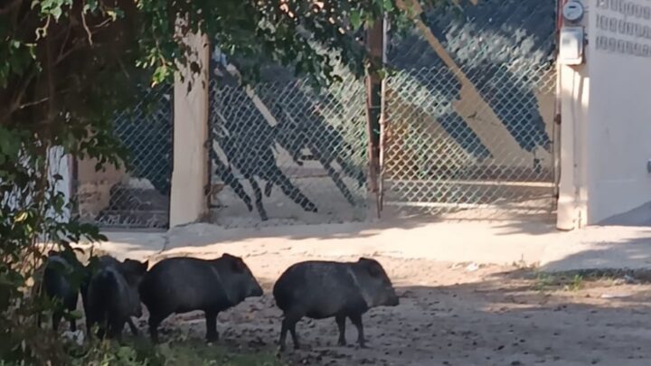 SORPRENDE AVISTAMIENTO DE PECARÍES EN CIUDAD MADERO.