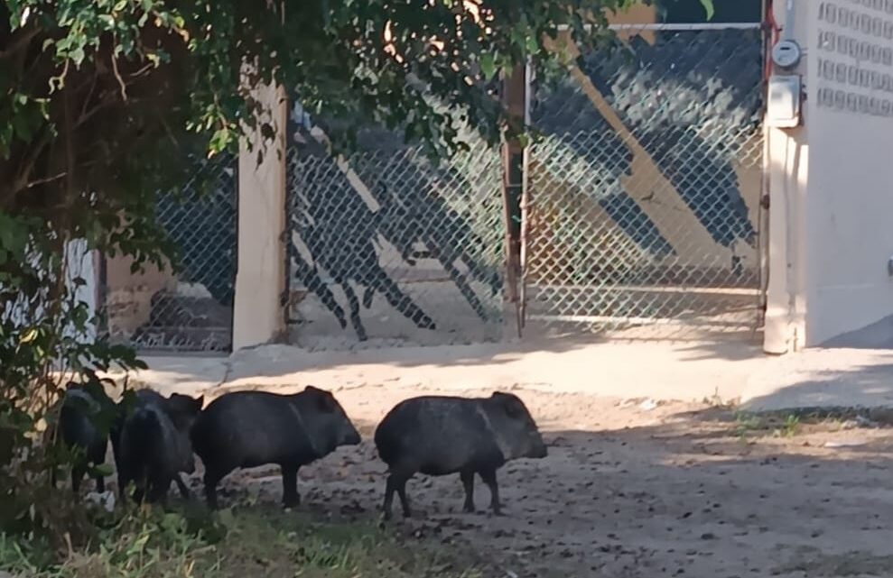 SORPRENDE AVISTAMIENTO DE PECARÍES EN CIUDAD MADERO.