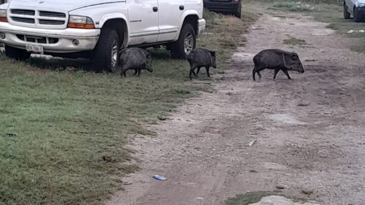 REGIDORA DE MADERO PIDE NO INTERFERIR CON ESPECIES SILVESTRES AVISTADOS EN COLONIAS DEL MUNICIPIO.