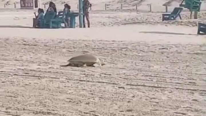 ARRIBA LA PRIMERA TORTUGA LORA A PLAYA MIRAMAR PARA DESOVAR.