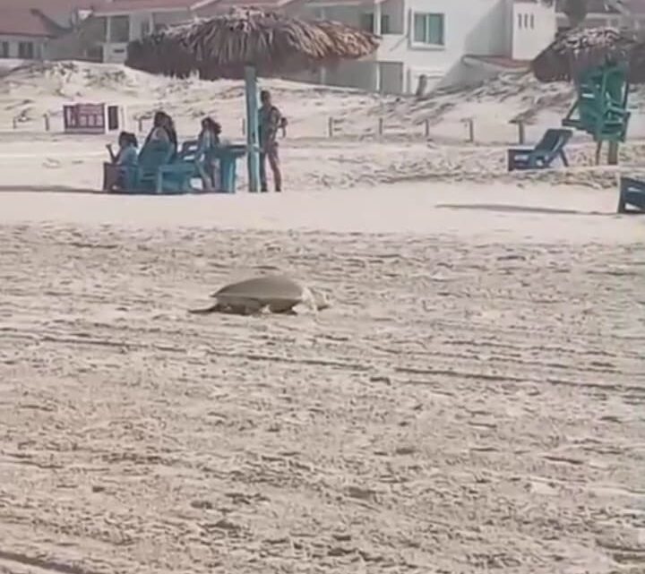 ARRIBA LA PRIMERA TORTUGA LORA A PLAYA MIRAMAR PARA DESOVAR. ARRIBA LA PRIMERA TORTUGA LORA A PLAYA MIRAMAR PARA DESOVAR.