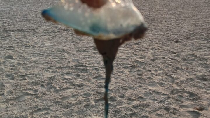 EMITEN RECOMENDACIONES POR PRESENCIA DE AGUAS MALAS EN PLAYA MIRAMAR.