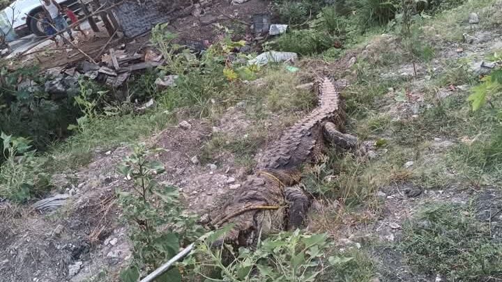 CAPTURAN 5 COCODRILOS EN MADERO EN UN MES.