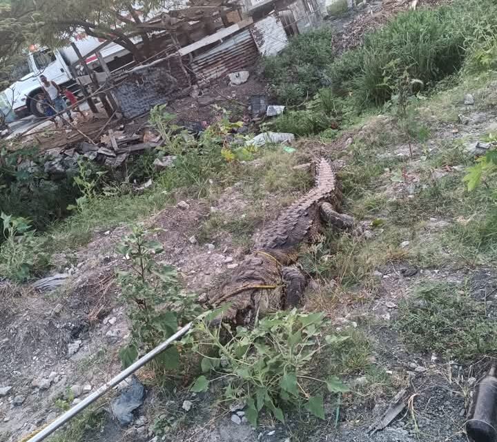 CAPTURAN 5 COCODRILOS EN MADERO EN UN MES.