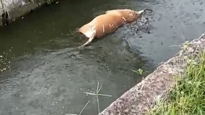BOMBEROS BUSCAN A  COCODRILO QUE DEVORÓ A UNA MASCOTA EN MADERO.