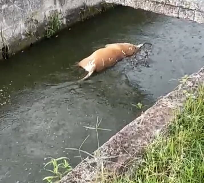 BOMBEROS BUSCAN A COCODRILO QUE DEVORÓ A UNA MASCOTA EN MADERO. BOMBEROS BUSCAN A COCODRILO QUE DEVORÓ A UNA MASCOTA EN MADERO.