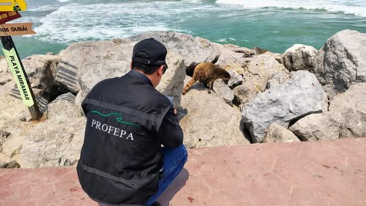 HOMBRE QUE ROCIÓ LÍQUIDO A MAPACHES EN PLAYA MIRAMAR ACUDE A ACLARAR LO SUCEDIDO.