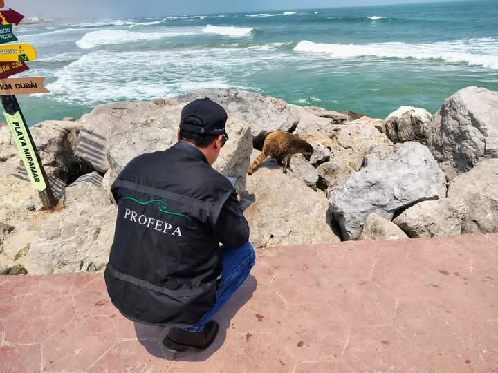 HOMBRE QUE ROCIÓ LÍQUIDO A MAPACHES EN PLAYA MIRAMAR ACUDE A ACLARAR LO SUCEDIDO. HOMBRE QUE ROCIÓ LÍQUIDO A MAPACHES EN PLAYA MIRAMAR ACUDE A ACLARAR LO SUCEDIDO.