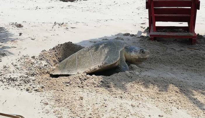 ARRIBAN TORTUGAS A PLAYA MIRAMAR.