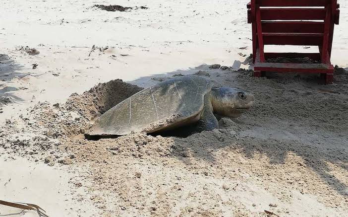 ARRIBAN TORTUGAS A PLAYA MIRAMAR. ARRIBAN TORTUGAS A PLAYA MIRAMAR.