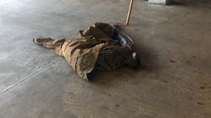 CAPTURAN PELIGROSO LAGARTO EN LOS TERRENOS DEL RECINTO FERIAL