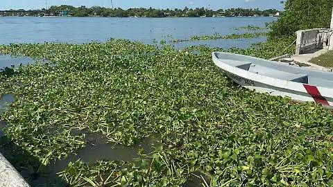 AVANZA LIMPIEZA EN LA LAGUNA DE LOS PATOS EN CIUDAD MADERO.