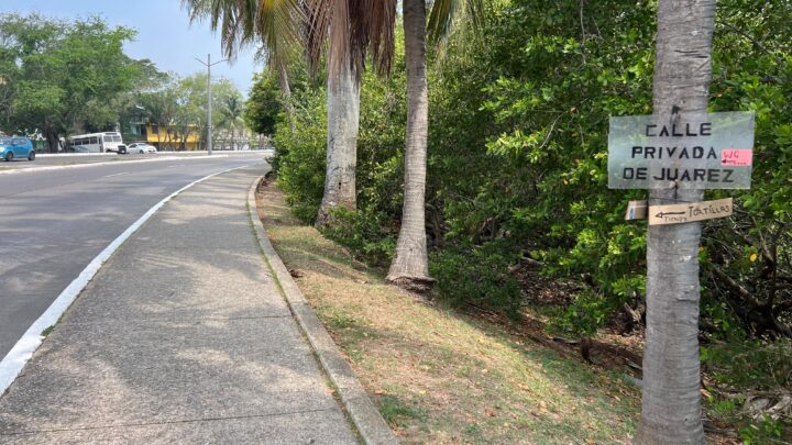 PALMERAS DEL “PERIMETRAL”, UTILIZADAS COMO ESTRUCTURAS PUBLICITARIAS