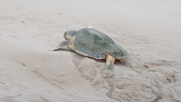HAN ARRIBADO A PLAYA MIRAMAR MÁS DE 500 TORTUGAS LORA.