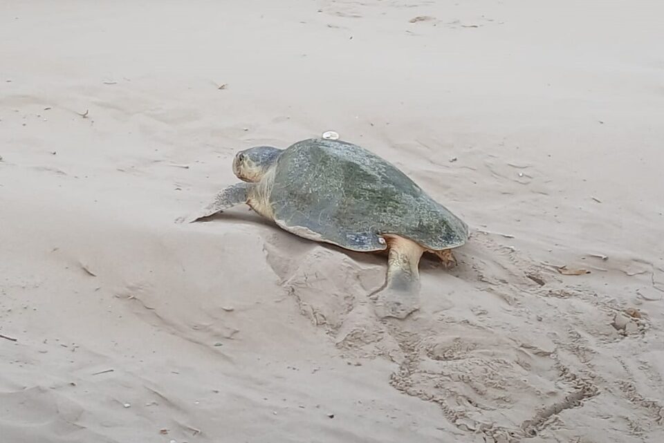 HAN ARRIBADO A PLAYA MIRAMAR MÁS DE 500 TORTUGAS LORA.