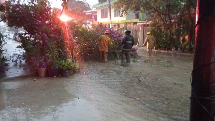 AUTORIDADES DE PROTECCIÓN CIVIL DE MADERO ATIENDE AFECTACIONES POR LLUVIAS; REPORTAN PRESENCIA DE COCODRILO EN ZONA URBANA.